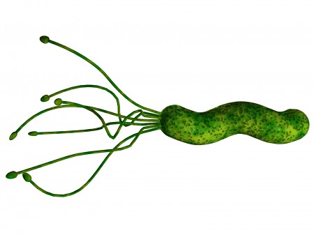 جرثومة المعدة هيليكوباكتر بايلوري  (Helicobacter pylori (H. pylori