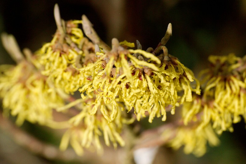 الفوائد الصحية لنبات بندق الساحرة witch hazel و أهم التحذيرات